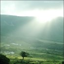 행복한 나무 이미지