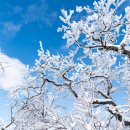 태백 눈꽃 야영장 이미지