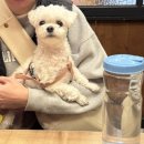 가로수식당 | 전라남도 담양 메타세쿼이아 가로수 길 근처 한우 떡갈비 맛집 애견 동반 식당 갈비 창고 다녀온 후기