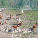 흰돌농장 이미지