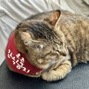 유성튼튼동물병원 이미지