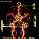 두피질환이 시달리지 않으려면~~ 유양돌기부터 두드려라~~ 이미지