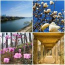 능수버들공원 | 걸어서 선유도공원 가기 &amp; 봄꽃 소식