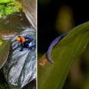 비바리움매니아 이미지