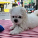 야옹아 멍멍해봐 강아지고양이 충남서산점 이미지