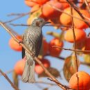 새들의 정원 이미지