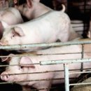 (주)우진팜 이미지