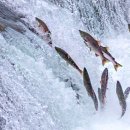 사이소프트 이미지