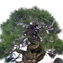 신비의소나무 앞 이미지