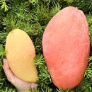 피치랑 | 분홍색 피치망고를 아시나요? 베트남 피치망고 프룻대디 구매 후기