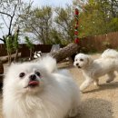 알로하도그 이미지