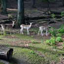 사슴방목장 이미지