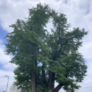 책읽는 픽토그램 | 가장 좋은 눈물은 가장 작은 눈물(06.30.~07.06.)