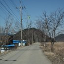 용장리 느티나무 이미지