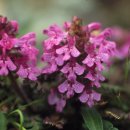 구름송이 이미지