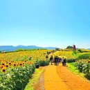 해바라기 이미지