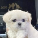 야옹아 멍멍해봐 이미지