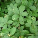 (주)우리생약 이미지