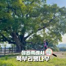 제성마을 (신성마을방면) | 창원 드라이브코스 우영우촬영지 동부마을 팽나무 가볼만한곳