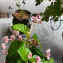 성애농장 이미지