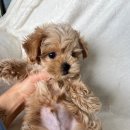 오독안심분양센터 강아지분양 고양이분양 대구점 이미지