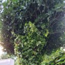 상화농장 이미지