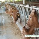 친환경한우농장 이미지