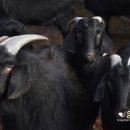 아침햇살염소농장 이미지