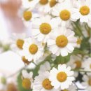 참맛두부 이미지