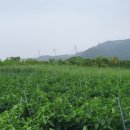 충주여자중학교 | 충주의 인물 - 박재륜 시인