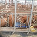 대산축산농장 이미지