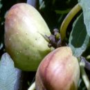 무화과나무 이미지