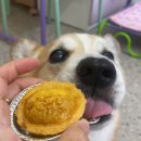 칸타삐야 이미지