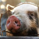 육덕돼지 이미지