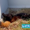 레이화 이미지