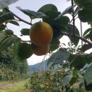 학산하나로마트 이미지