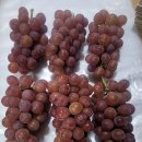 🍇[사랑꽃농장님] 26년 신품종 클라넷 포도 50% 맛보기 당첨자 이미지