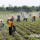 보성유기질비료 이미지