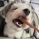 멋내는 강아지 | 저알러지 강아지덴탈껌 추천 어반포즈 닥터뉴트리코어 하이포알러지 후기