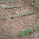 영팔농장 이미지