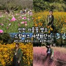 인천 가을 여행, 인천 가을꽃 명소 (핑크 뮬리, 황화 코스모스, 코스모스, 은행나무 길, 라벤더, 국화)