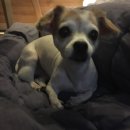 이쁘개(이동애견미용) 이미지