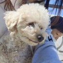 퍼피랜드애견카페 이미지