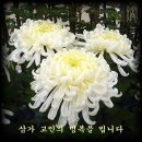 새나리로 이미지