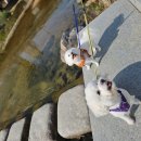 힐링독 반려견센터 이미지