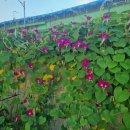 소리나팔꽃 이미지