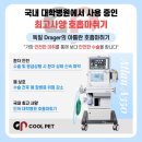 킨텍스꿈동물병원 | 비숑 슬개골 탈구 3기 &amp; 암컷 중성화 수술 후기 | 킨텍스 쿨펫 동물병원