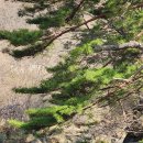 지리산리조트 이미지