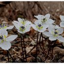 바람꽃공원 이미지