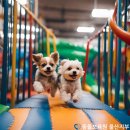 동물보육원 경기 수원 지부 이미지